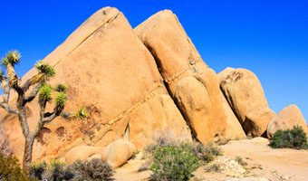 San Diego Productions includes Joshua Tree in it's scouted library